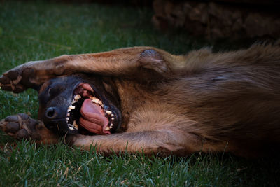 Close-up of a dog lying on field