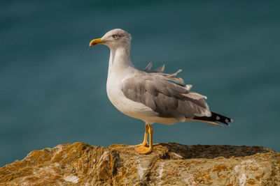 Seagull perching on rock