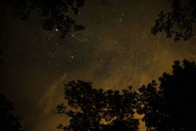 Low angle view of trees against sky at night