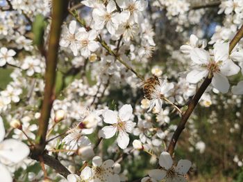 Close-up of white cherry blossom tree