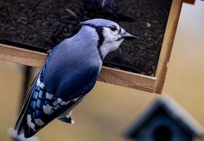 Bluejay reflected. in the plexiglass of a bird feeder