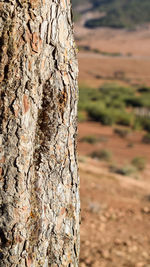 Close-up of lichen on tree trunk