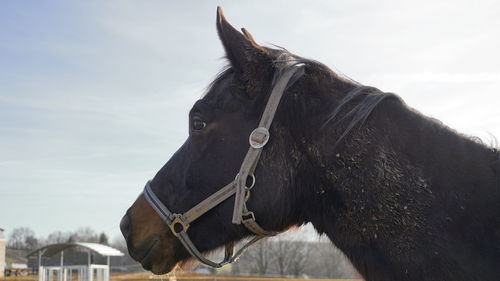 Close-up of horse in ranch against sky