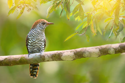 Close-up of bird perching on tree