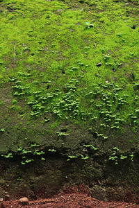 High angle view of moss growing on field