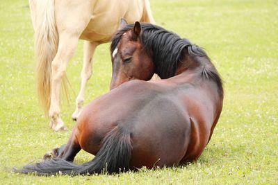 Horse on field