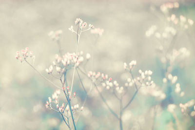 Close-up of white flowering plant