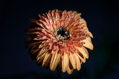 Close-up of daisy flower