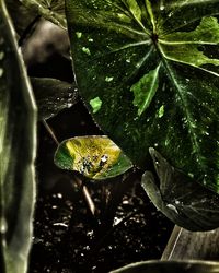 Close-up of insect on leaf