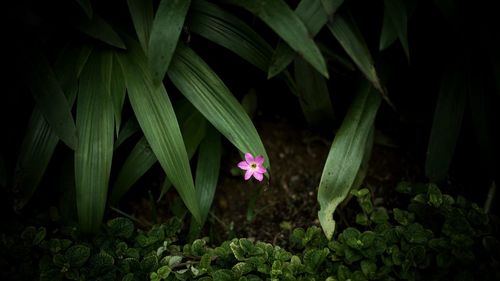 Close-up of flowering plants on land