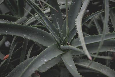 Close-up of raindrops on leaves