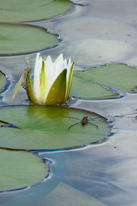 Close-up of water lily in lake