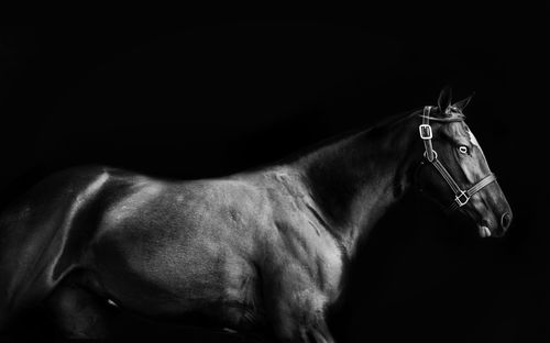 Close-up portrait of a horse