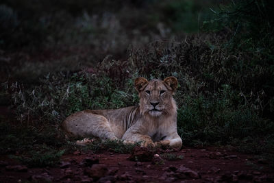 Cat resting on a field