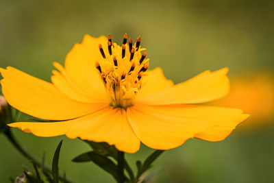 Close-up of yellow flower