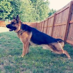 Dog standing on field