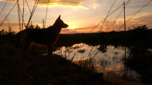 Silhouette dog on lake against sky during sunset