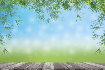 Close-up of plants against blue sky