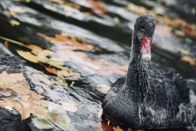 Close-up of swan swimming in lake