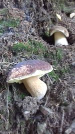 Close-up of mushroom growing on rock
