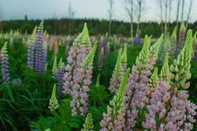 Close-up of fresh purple flowers in field