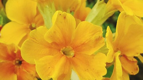 Close-up of yellow flower