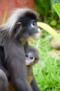 Portrait of monkey sitting outdoors