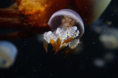 Close-up of jellyfish swimming in sea