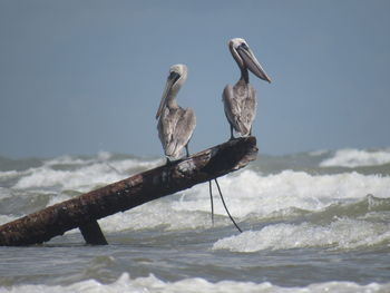 Pelicans perching on wood at sea 