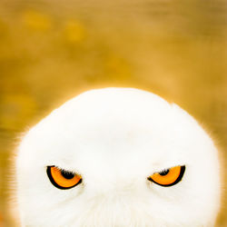 Cropped portrait of owl