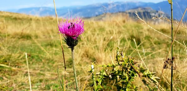 Close-up of pink flowering plant on field