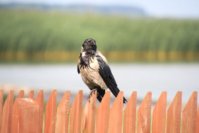 Close-up of bird perching on wooden post