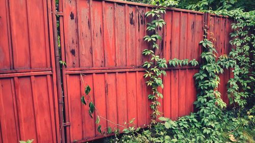 Red ivy on brick wall