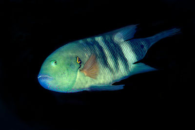 Close-up of fish swimming in sea