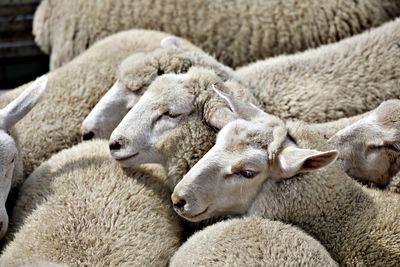 Sheep in animal transport