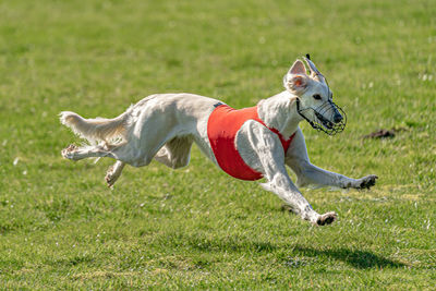 Dog running in a field