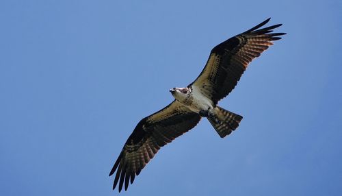 Low angle view of eagle flying against clear blue sky