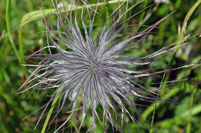 Close-up of plant