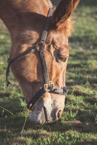 Close-up of horse standing on field