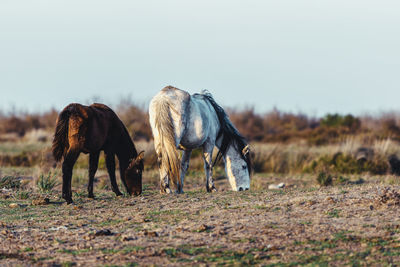 Horses grazing in a field