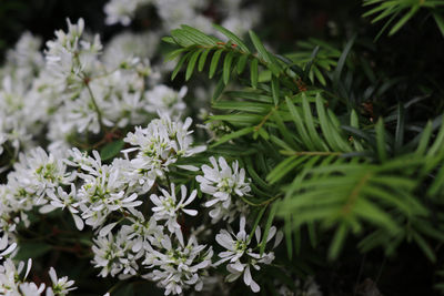 Close-up of flowering plant