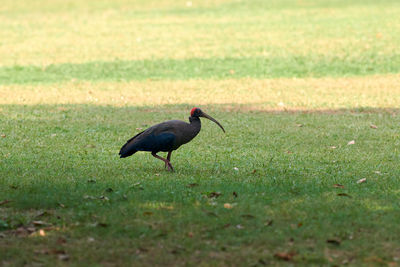 Close-up of bird on field