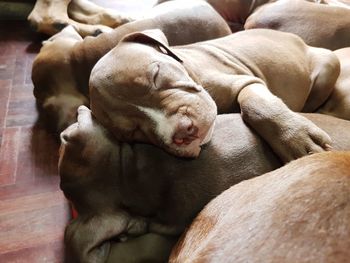 Close-up of dog sleeping