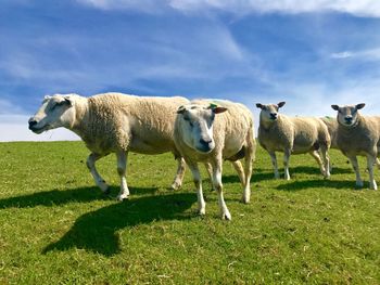 Sheep in a field