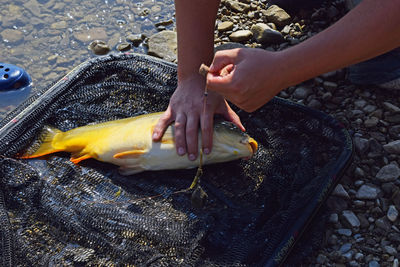 Cropped image of man holding dead mirror carp on fishing net