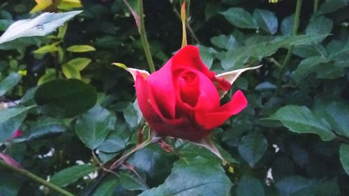 Close-up of pink rose