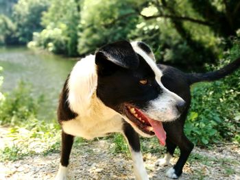 Close-up of dog standing on tree