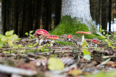 Close-up of mushroom on tree trunk