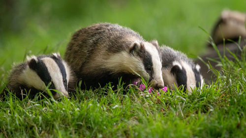 Close-up of badgers on grass