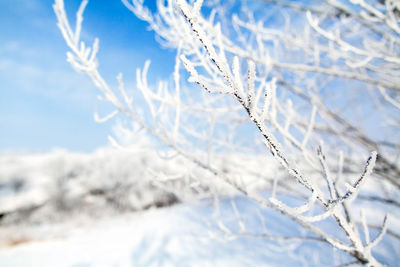 Close-up of frozen branch against blue sky